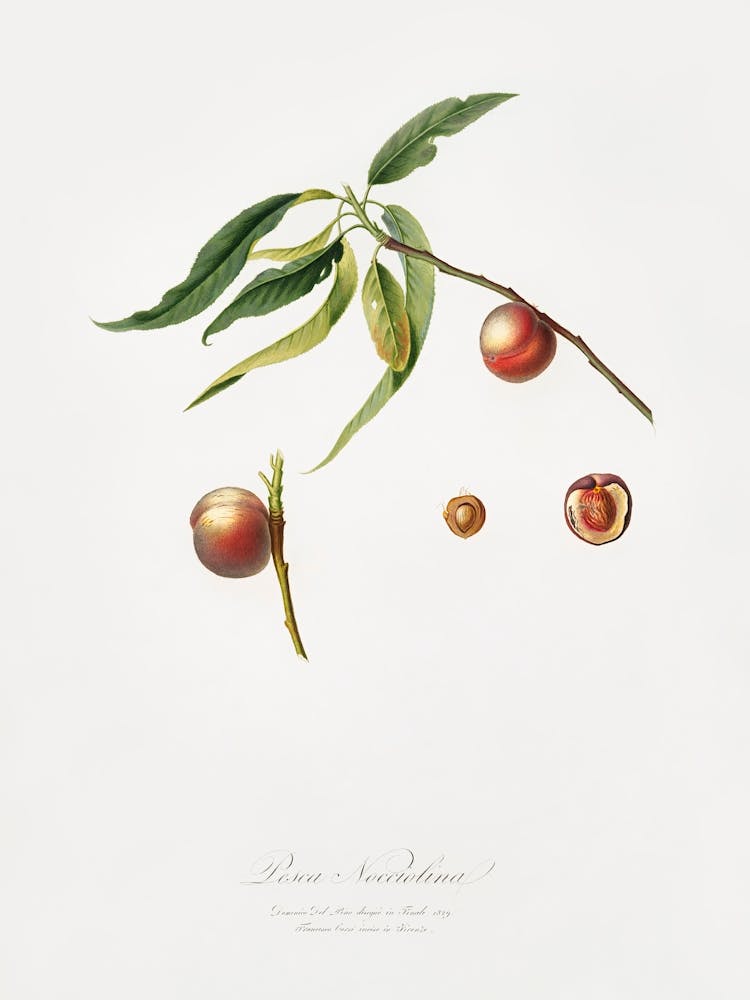 Peach (Prunus Persica) From Pomona Italiana (1817 1839), Giorgio Gallesio ,