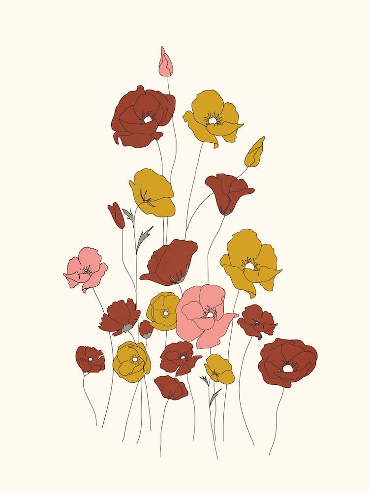 Colorful Poppy Flowers