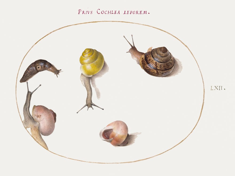 Slug With Snails (1575–1580), Joris Hoefnagel