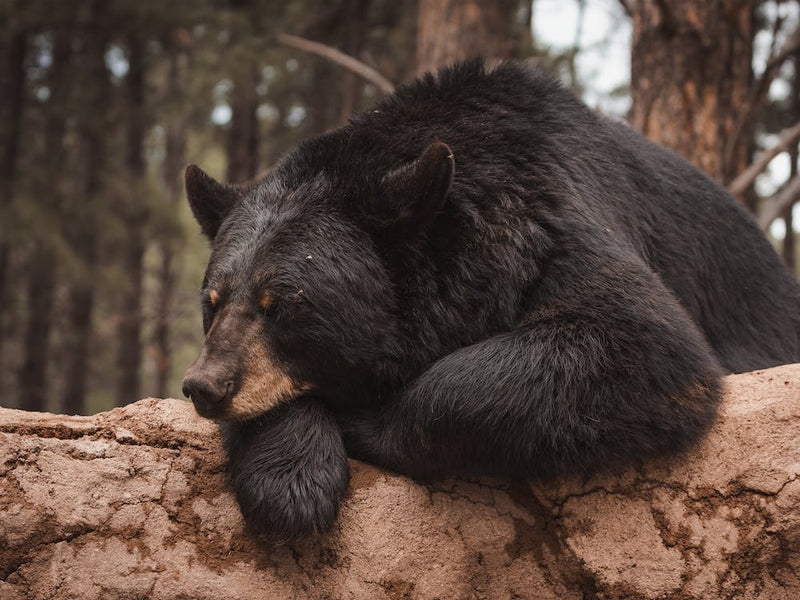 Sleeping Bear