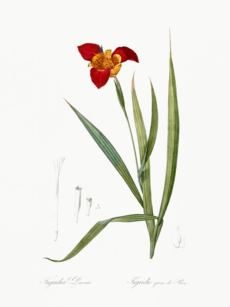 Tiger Flower, Pierre Joseph Redoute