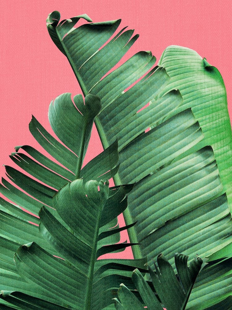 Banana Leaves In Pink