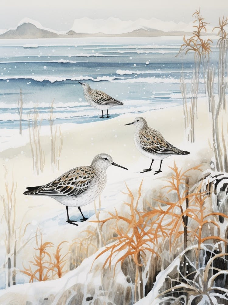 Winter Bird Painting Dunlin 2
