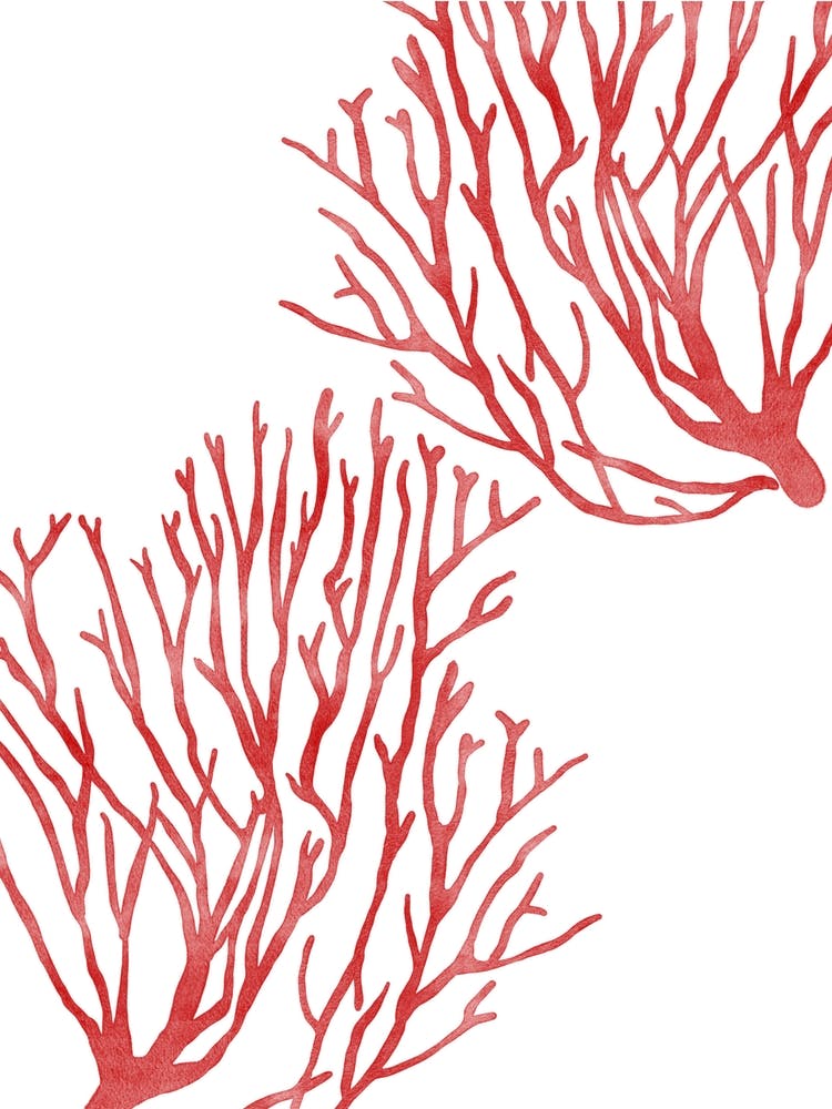 Red Coral
