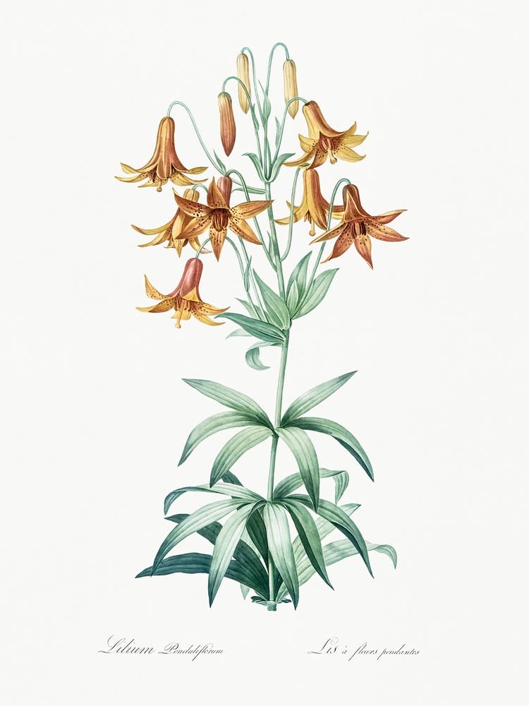 Canada Lily, Pierre Joseph Redoute