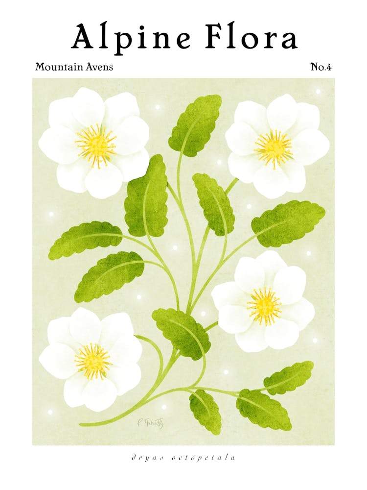 Alpine Flora Mountain Avens