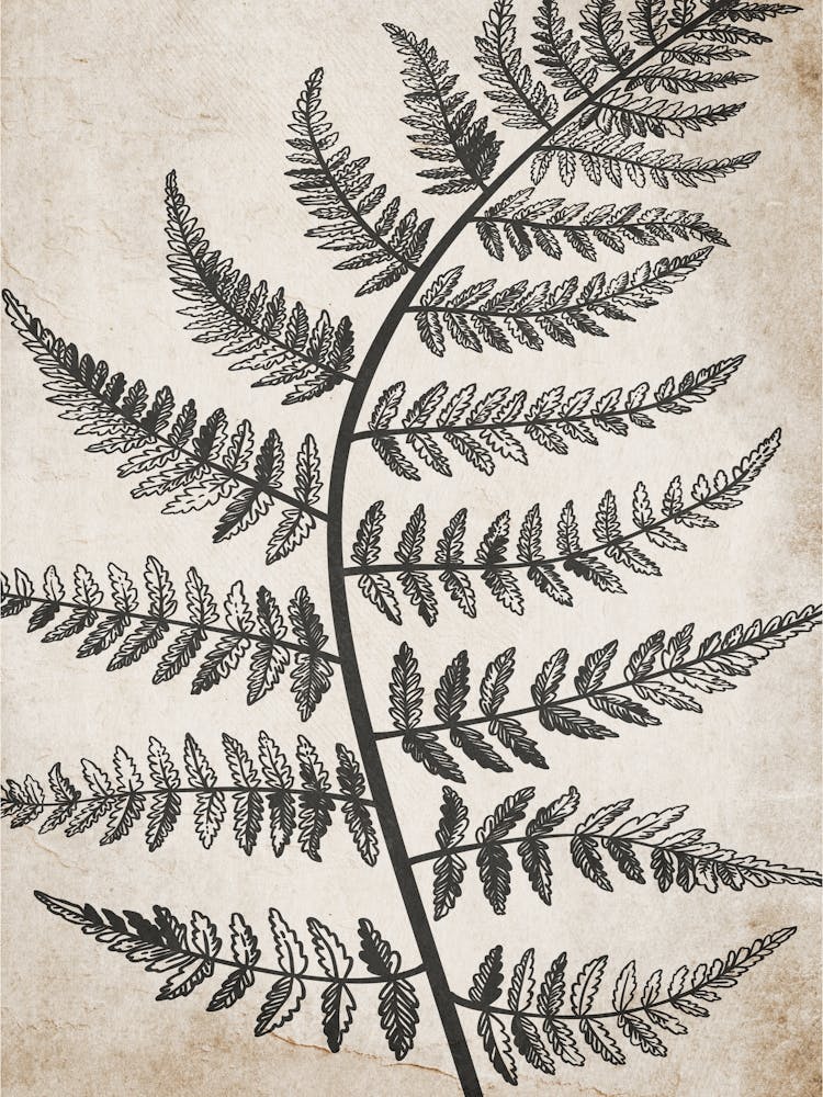 Fern Leaf Botanical 3