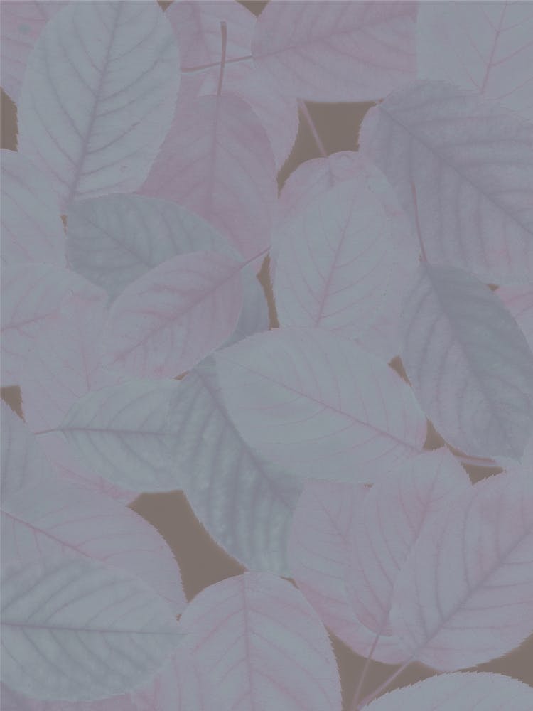 Autumn Leaves Violet