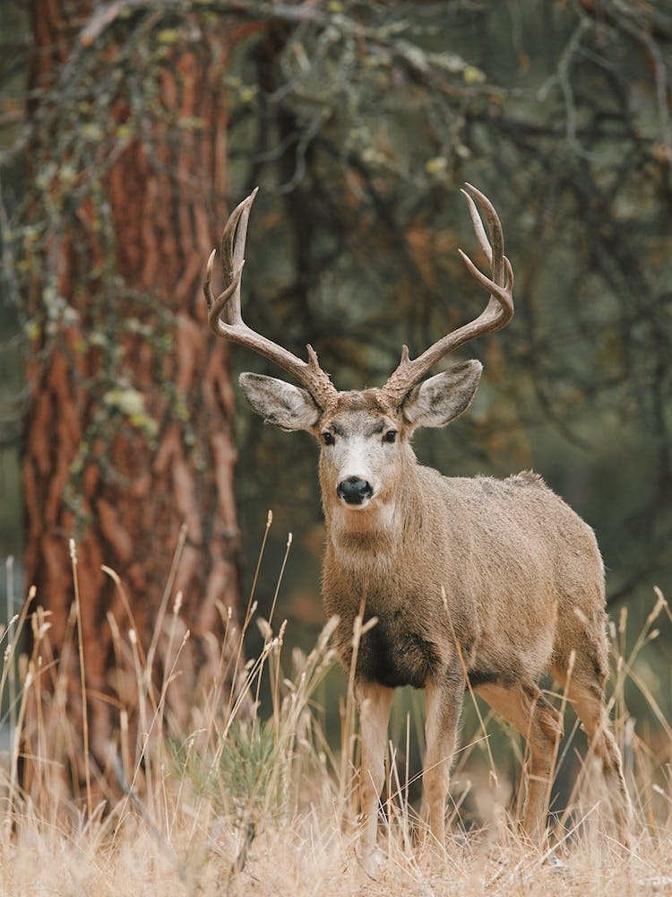 Arizona Trophy Mule Deer