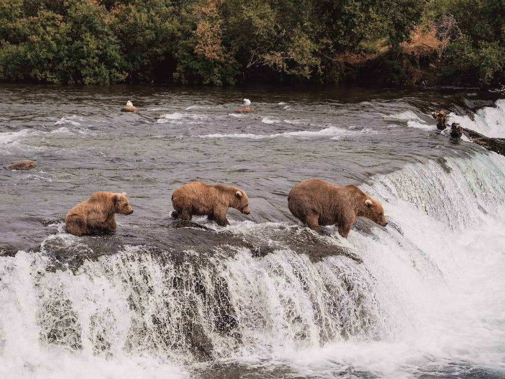 Bears Fishing On River