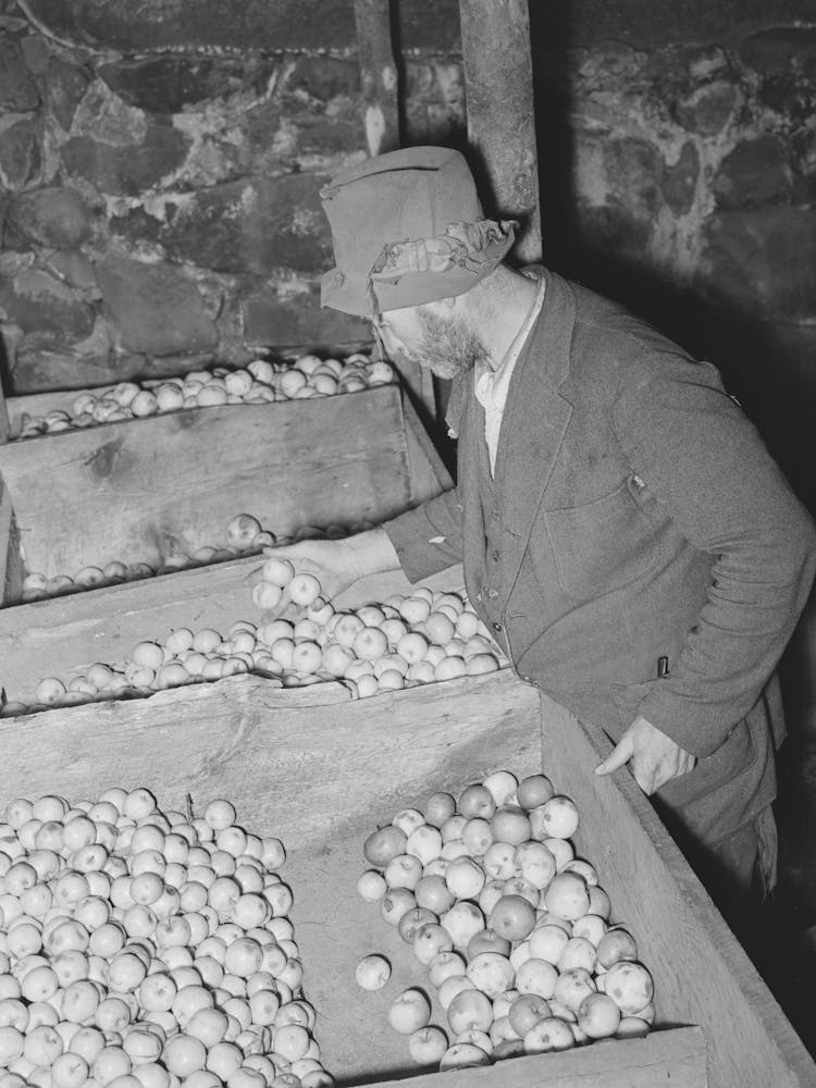 Fsa (Farm Security Administration) Client Examining Apples Which Are Stored In Bins In His Cellar, Near Bradford
