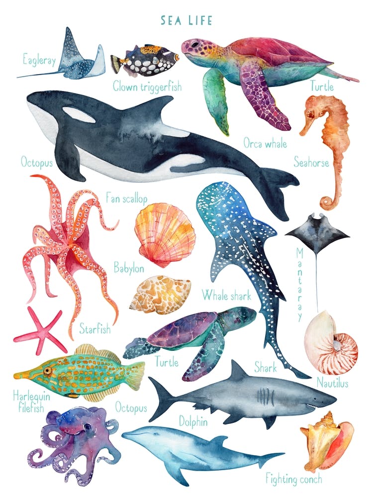 Sea Life Animal