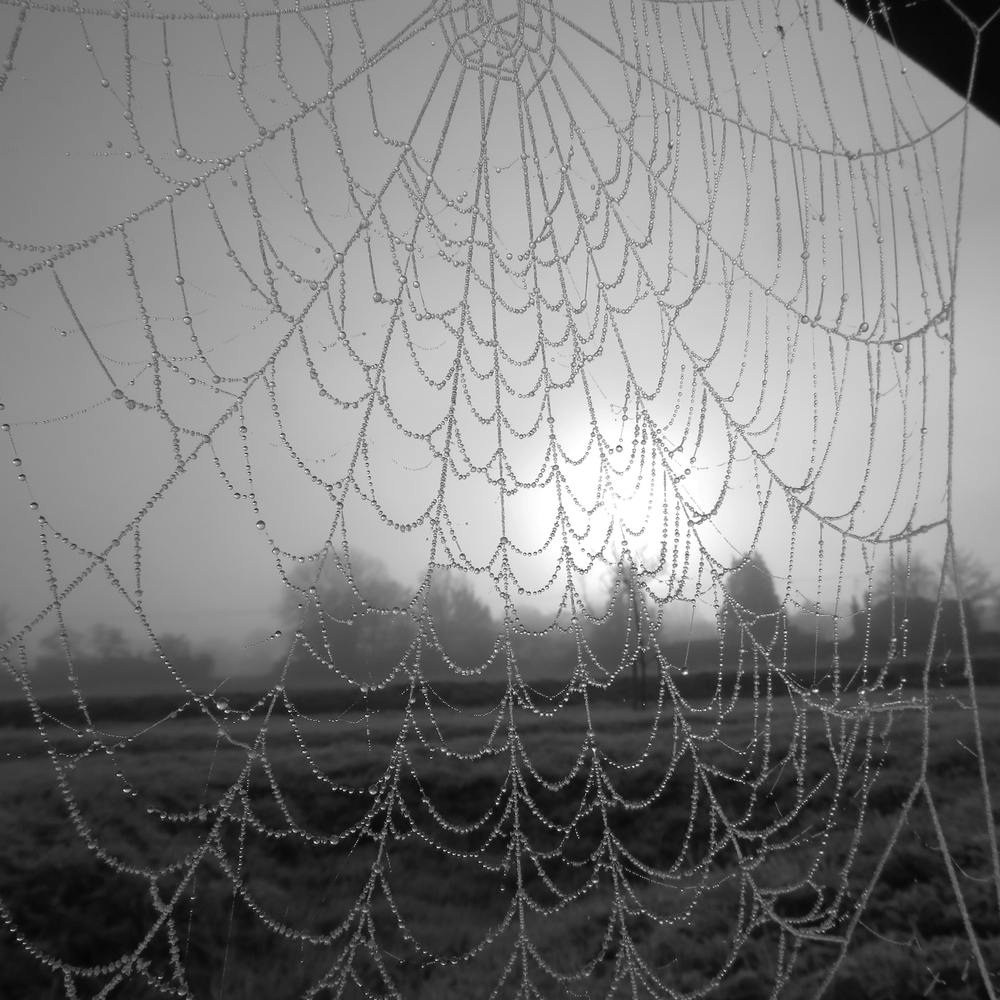 Spider Web In The Mist