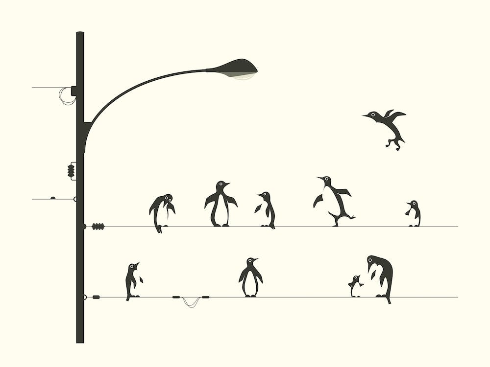 Penguins On A Wire
