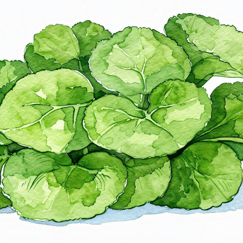 Kale Leafs