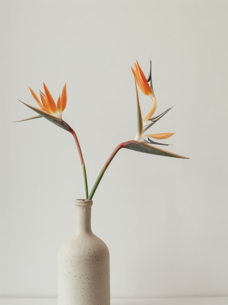 Bird Of Paradise In A Vase