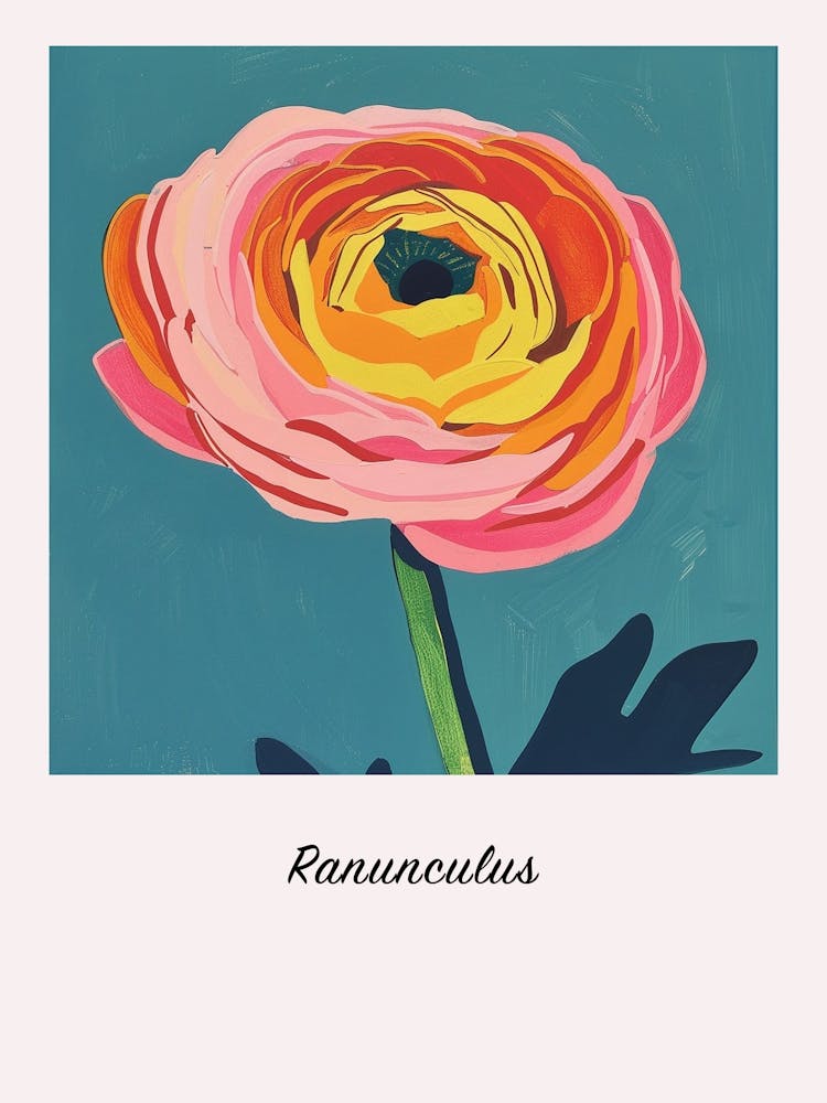 Ranunculus 1 Square Flower Illustration Poster