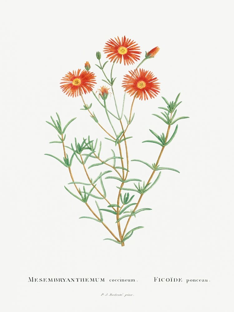 Mesembryanthemum Coccineum, Pierre Joseph Redoute