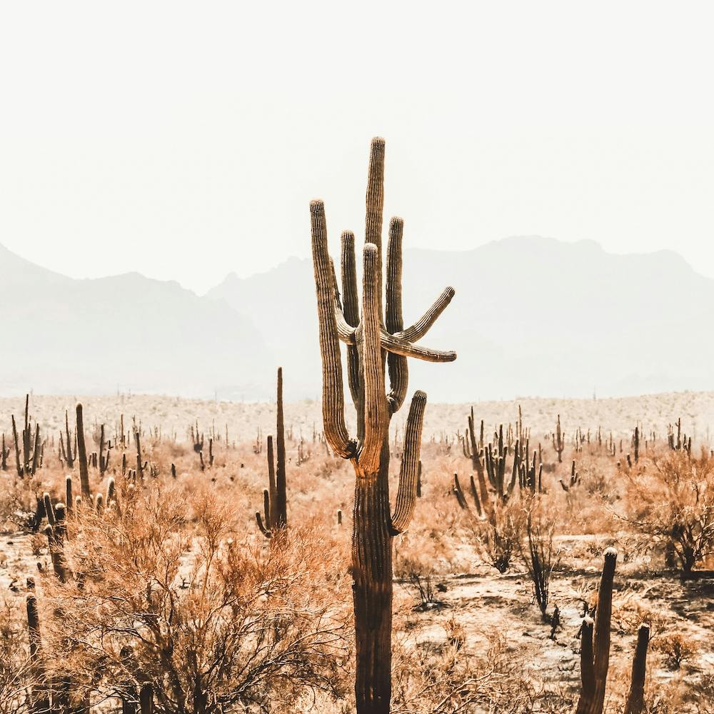 Cactus Desert Landscape Square
