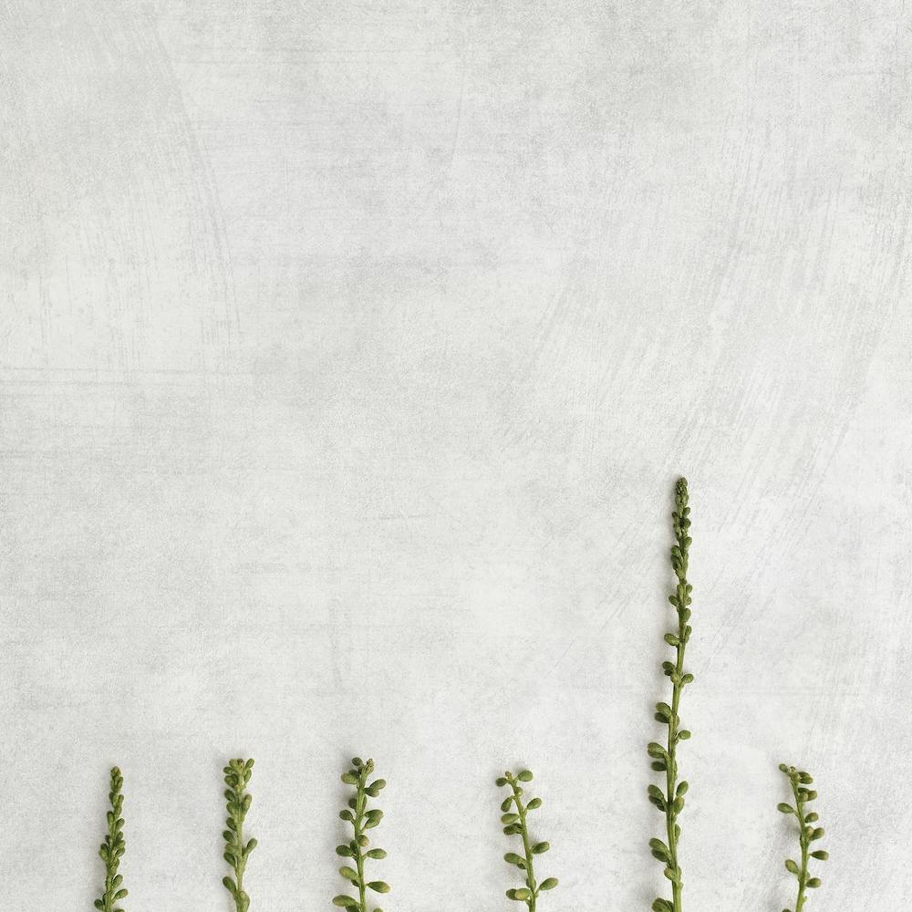 Minimal Delicate Botanicals Square