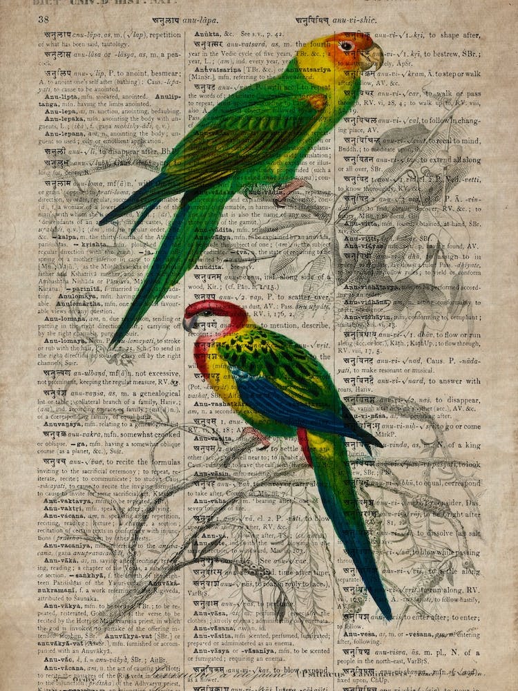 Parakeet Dictionnaire Universel Dhistoire Naturelle 