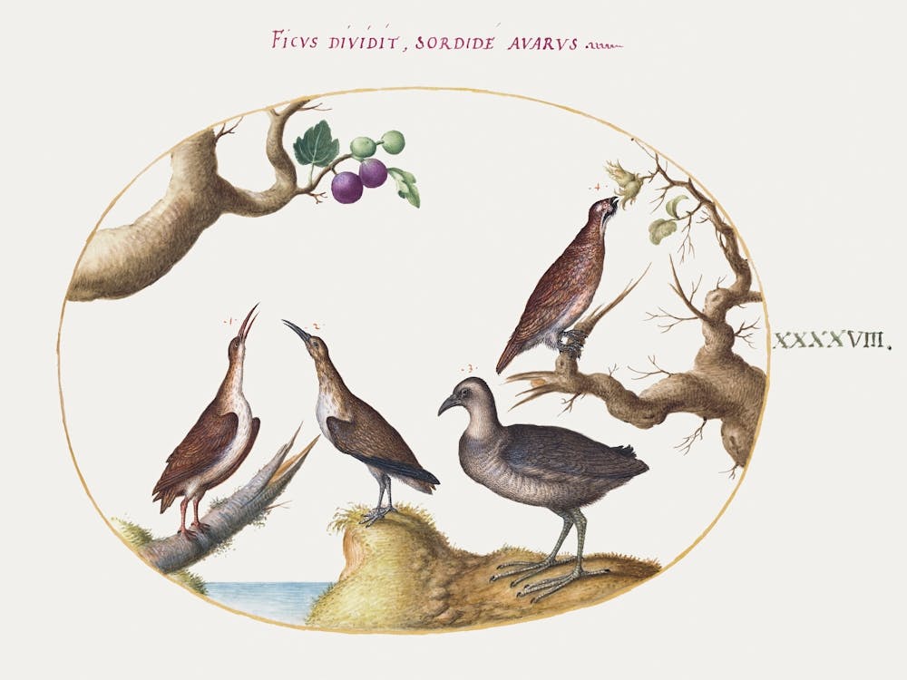 Wood Grouse, Rail, And Curlew With Hazelnuts And Figs (1575–1580), Joris Hoefnagel