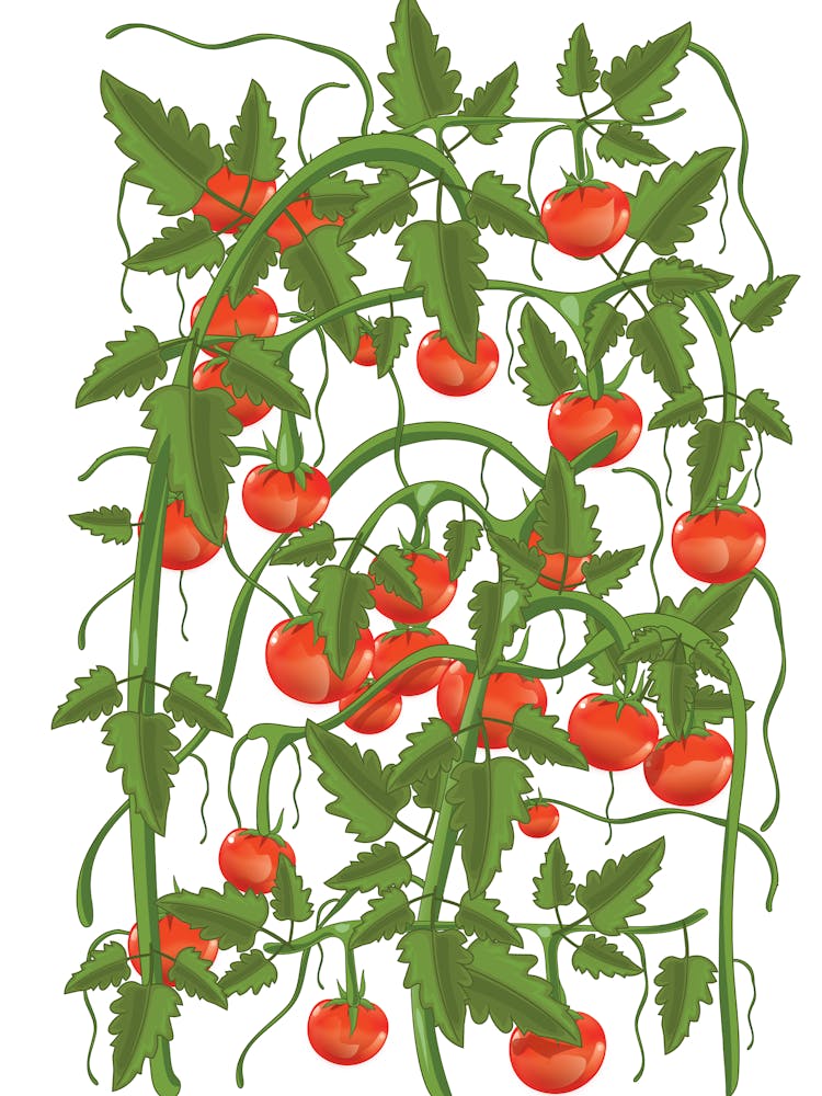 Tomato Plants On A Vine
