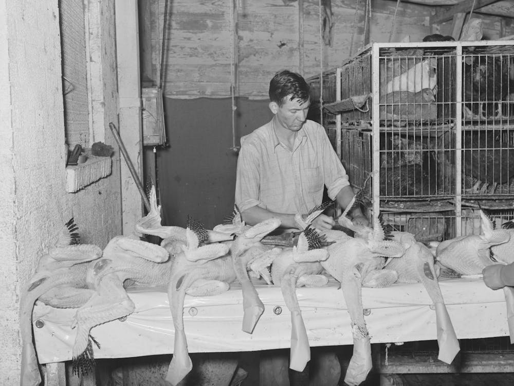 Inspecting Picked Turkeys At Cooperative Poultry House, Brownwood, Texas By Russell Lee