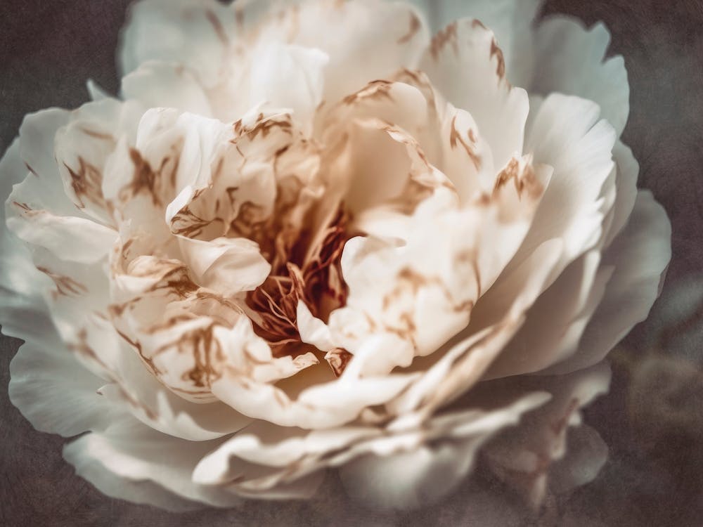 Nostalgic Nature No 21