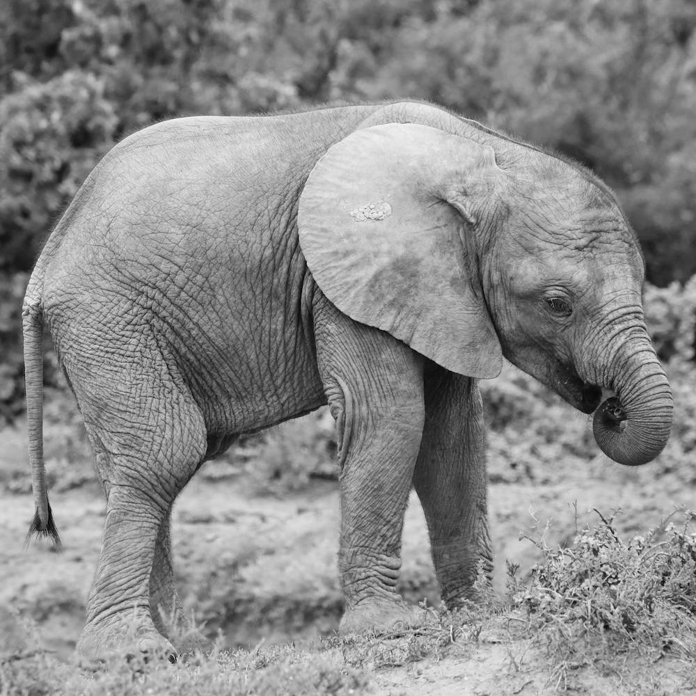 Elephant Baby