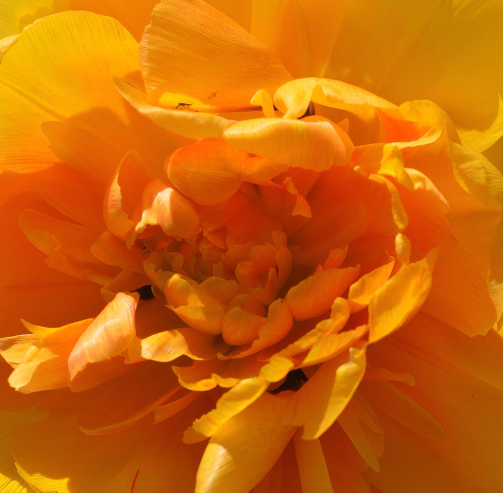 Close Up Of A Yellow Flower