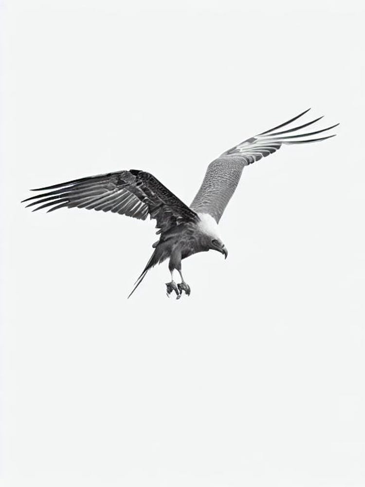 Vulture B&W Pencil Drawing 1 Bird