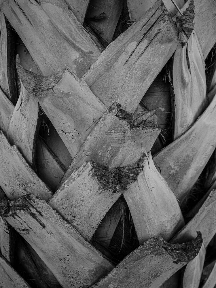 Palm Bark