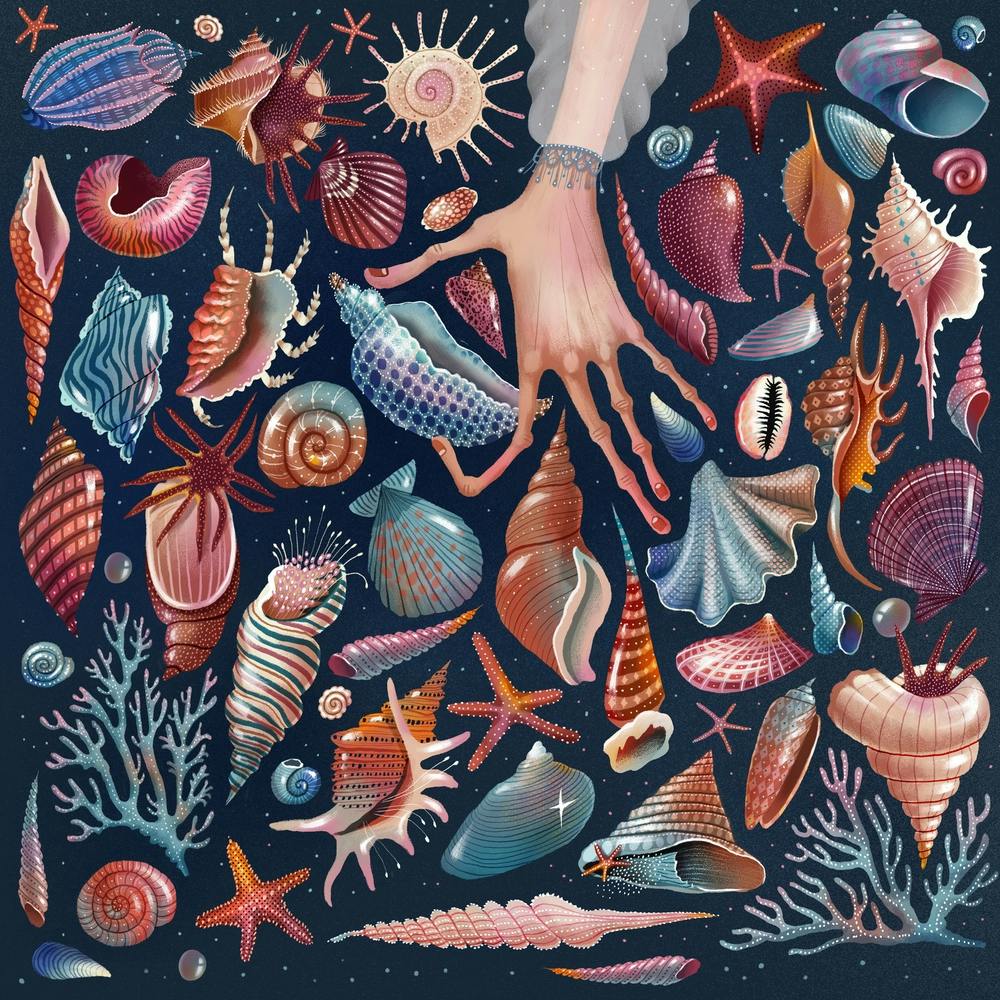 Colourful Intricate Sea Shells