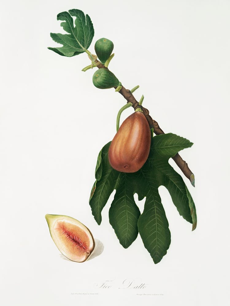 Fig (Ficus Carica Sativa) From Pomona Italiana (1817 - 1839), Giorgio Gallesio 4