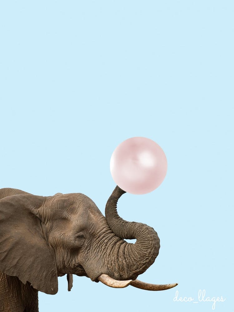 Éléphant avec chewing-gum