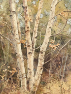 Birch Trees 40