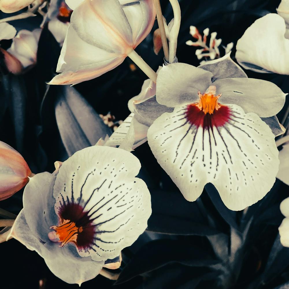 In The Garden White Orchids