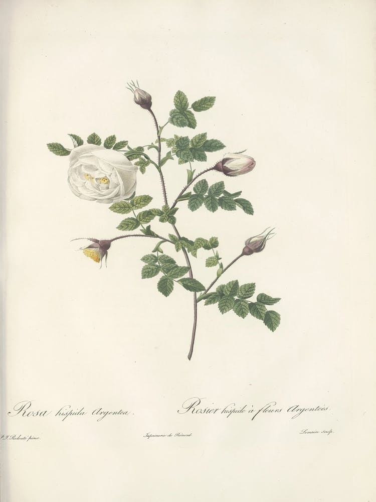 Rose Illustration, Pierre Joseph Redoute (24)
