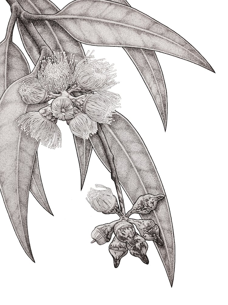 Ghost Gum Ii