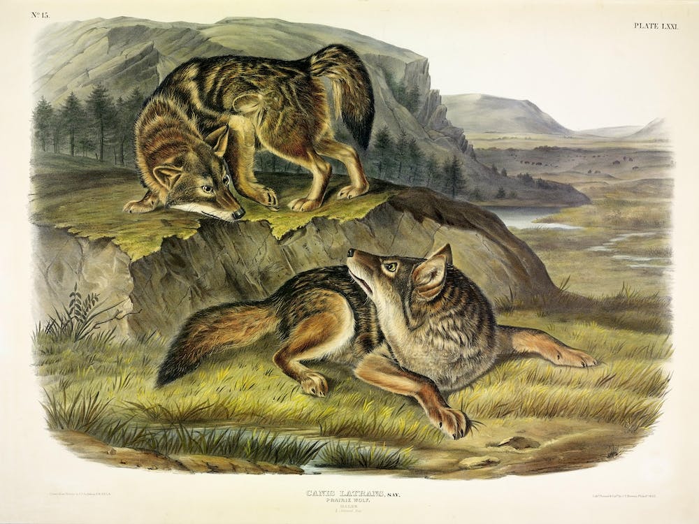 Wolf, John James Audubon