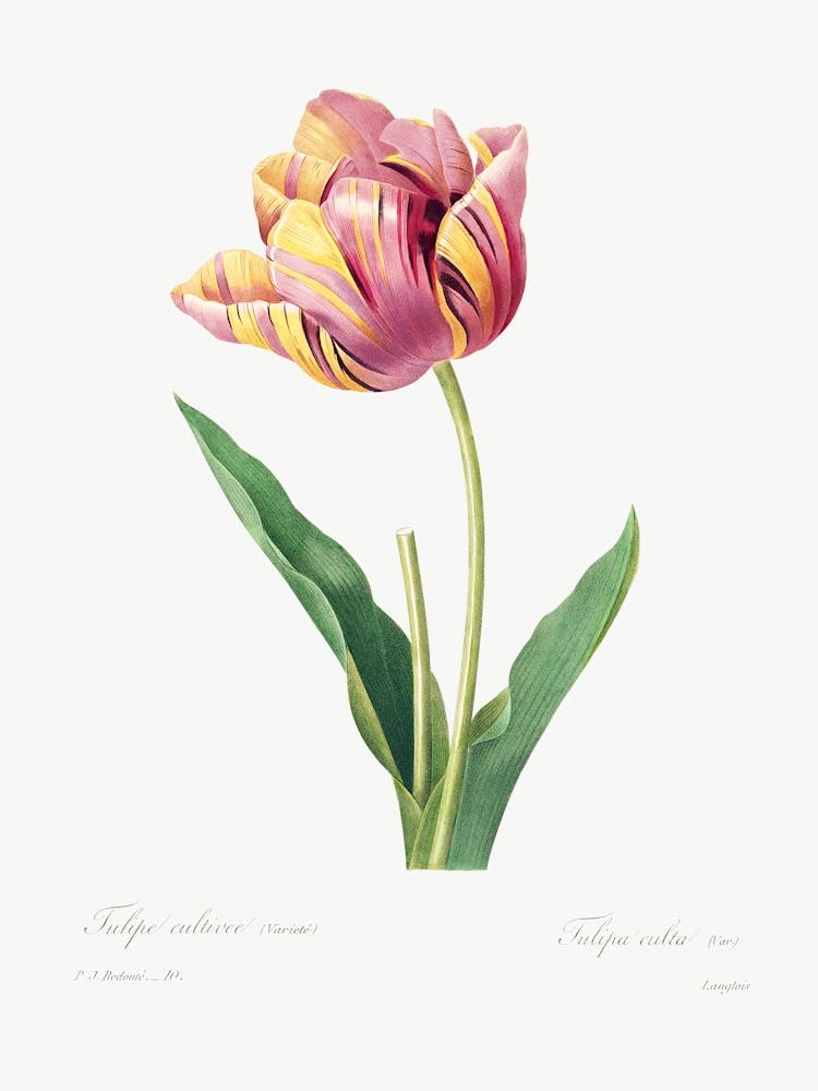 Tulip, Pierre Joseph Redoute