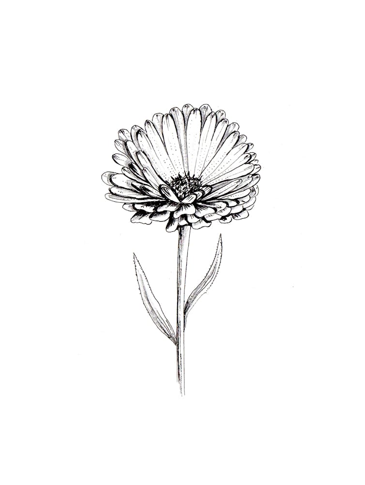 Calendula Flower Black and White