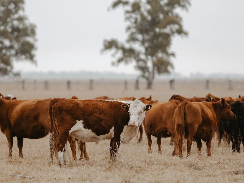 Fall Cattle Ranch