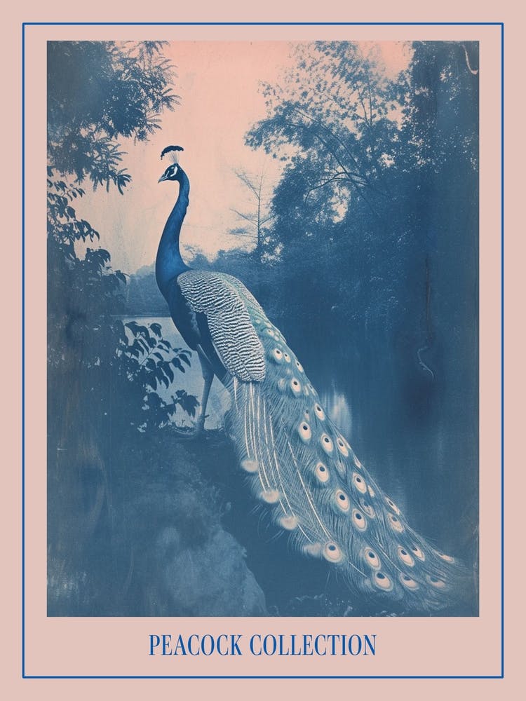 Cyanotype Peacock By The Water Poster