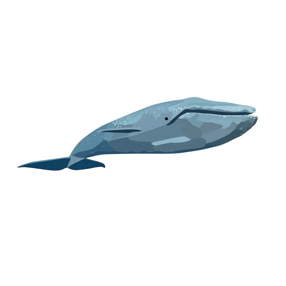 Baleine Bleue 2