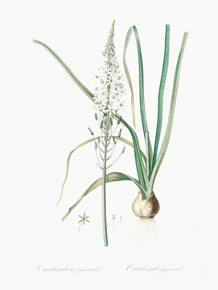 Star Of Bethlehem Illustration From Les Liliacées (1805), Pierre Joseph Redoute
