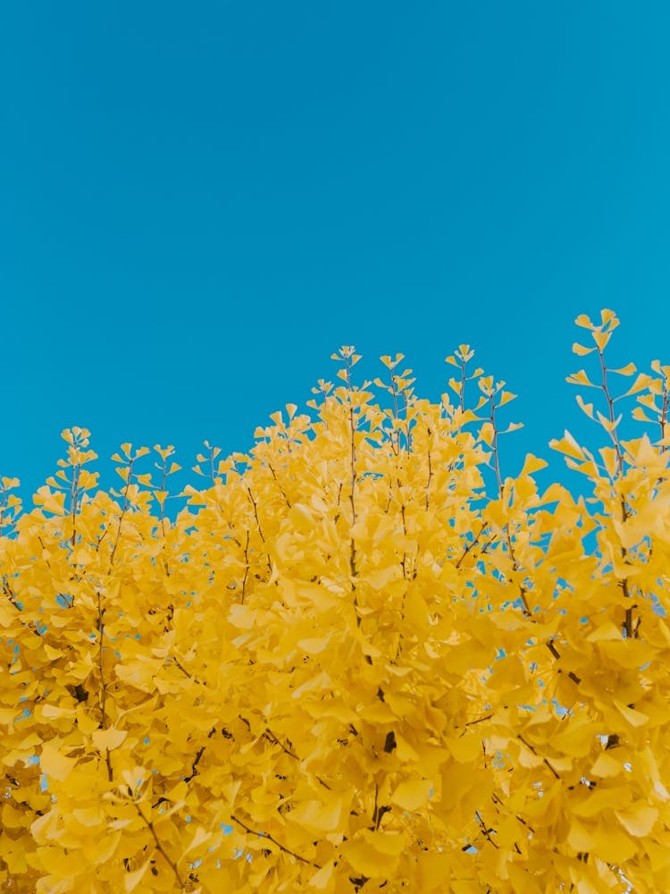 Yellow Gingko