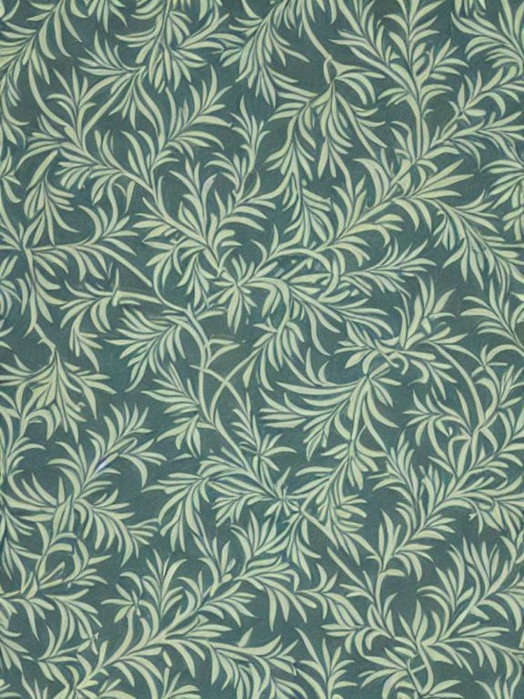 Pacific Yew 2 tree Vintage Botanical