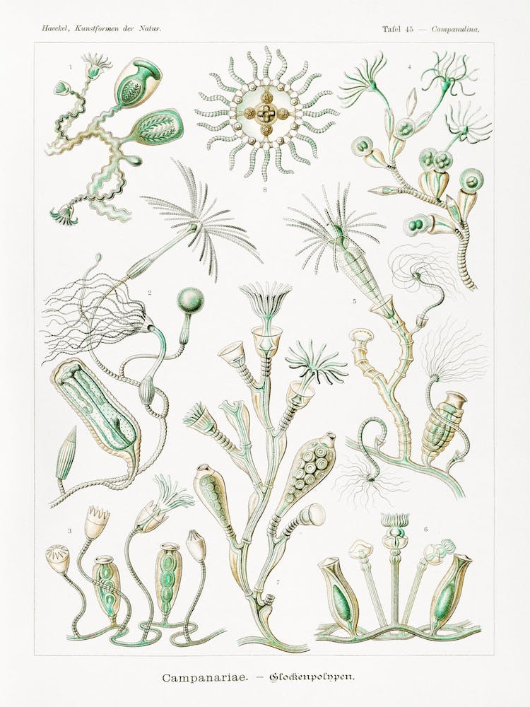 Campanariae–Glockenpolypen, Ernst Haeckel